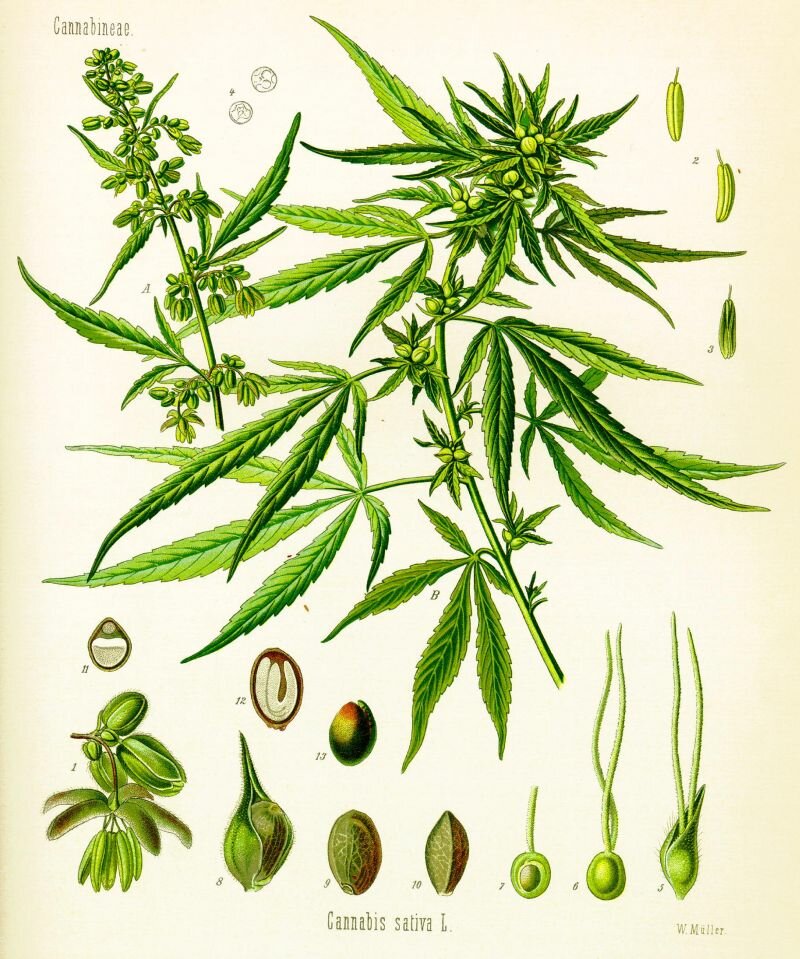 Cannabineae