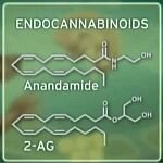 What are Endocannabinoids